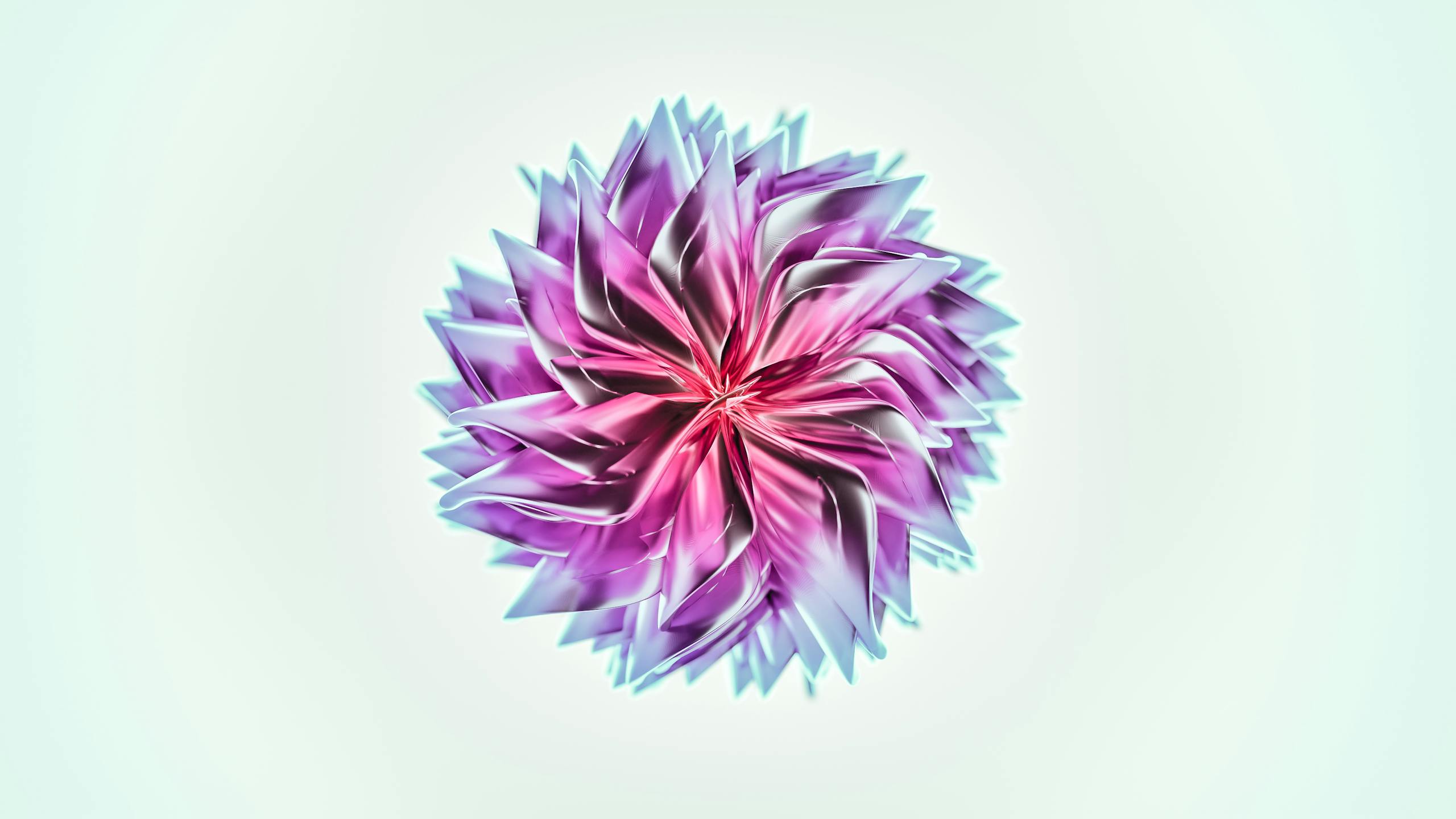 Purple and White Flower in White Background